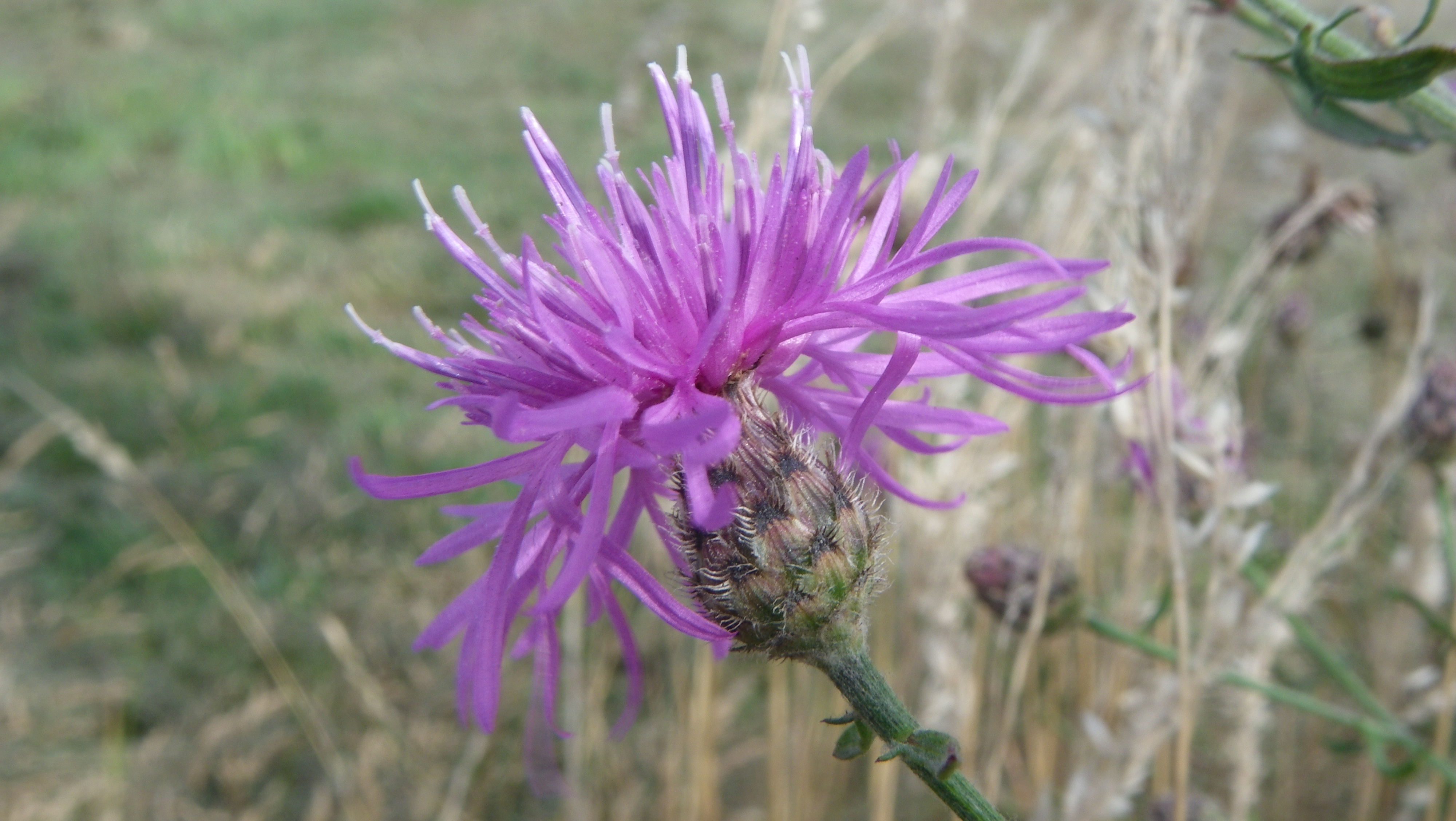 Spotted Knapweed